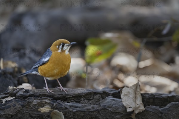 Dama thrush (Geokichla citrina), Bandhavgarh National Park, Bahannara, Manpur, Madhya Pradesh, India