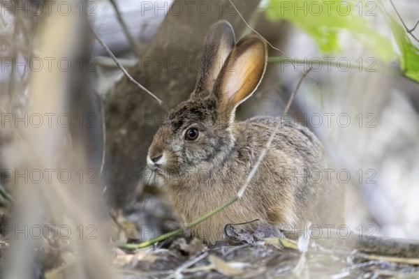 Indian hare (Lepus nigricollis), Bandhavgarh National Park, Bahannara, Manpur, Madhya Pradesh, India