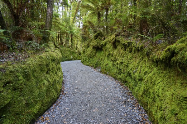 A narrow path in the middle of a dense, mossy forest full of living vegetation, summer, Lake Matheson, Fox Glacier, South Island, New Zealand