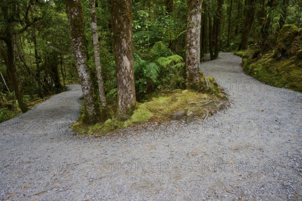 A fork in the forest, surrounded by tall, mossy trees and lush greenery, summer, Lake Matheson, Fox Glacier, South Island, New Zealand