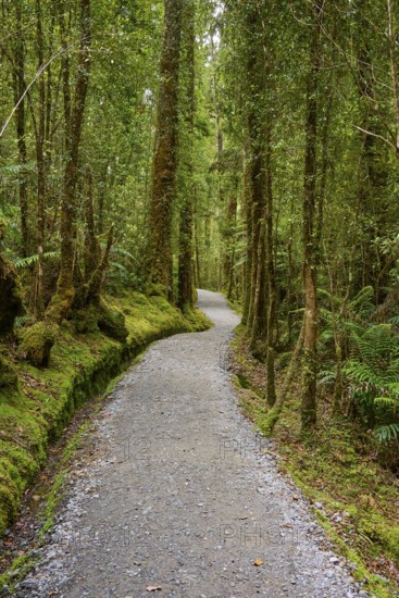 A winding path leads through the middle of a mossy forest full of tall trees, summer, Lake Matheson, Fox Glacier, South Island, New Zealand