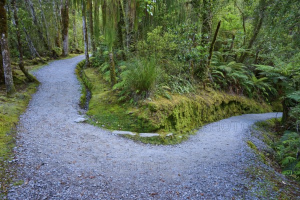 A forest path forks in a mossy area surrounded by ferns and tall trees, summer, Lake Matheson, Fox Glacier, South Island, New Zealand