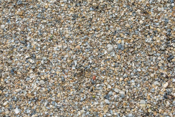 Shell gravel as paving, background, texture, Netherlands