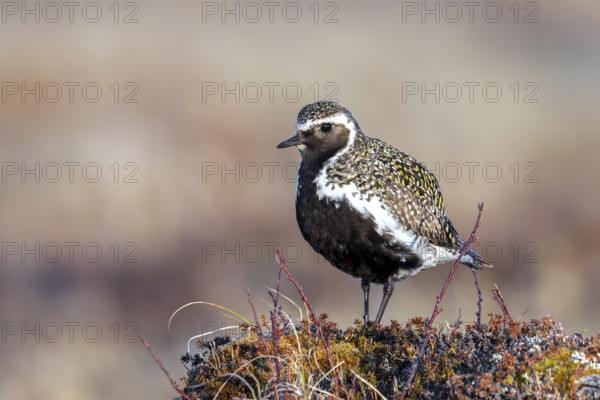 European golden plover, Eurasian golden plover (Pluvialis apricaria) male in breeding plumage on the tundra in spring, Jämtland, Sweden, Scandinavia
