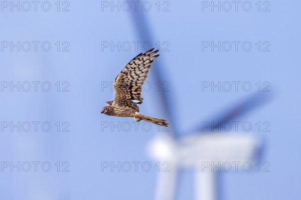 Montagu's harrier (Circus pygargus) migrating female flying past turning blades of windmill, wind turbine at wind farm