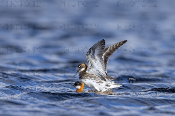 Red-necked phalarope, northern phalarope (Phalaropus lobatus) male and female couple in breeding plumage mating in pond on tundra in spring, Sweden