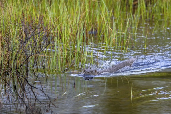 Eurasian otter, European river otter (Lutra lutra) swimming in brook, stream in spring