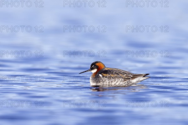Red-necked phalarope, northern phalarope (Phalaropus lobatus) adult female in breeding plumage swimming in pond on tundra in spring, Sweden