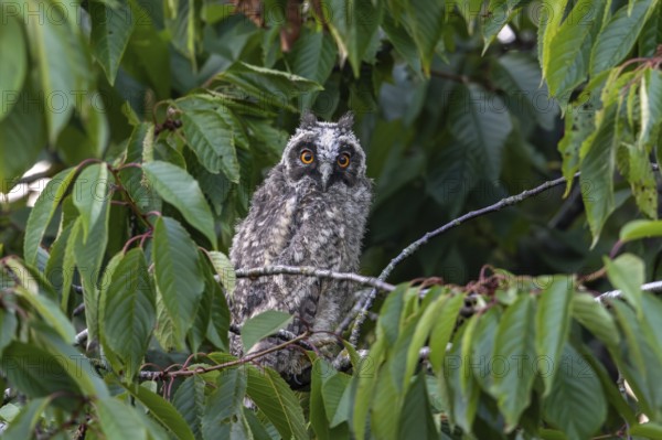 Long-eared owl (Asio otus) fledgeling, fledgling perched in deciduous tree in forest in summer