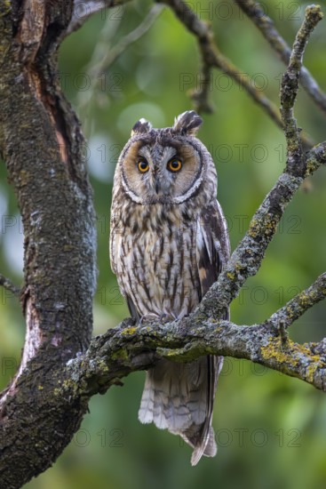 Long-eared owl (Asio otus) adult perched in tree in forest in summer