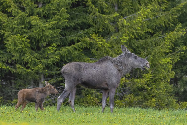 Moose, elk (Alces alces) cow with single calf foraging in meadow at edge of forest in spring, Sweden, Scandinavia