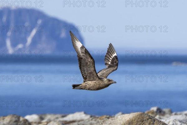 Great skua (Stercorarius skua) flying along the Svalbard coast in summer, Spitsbergen, Norway