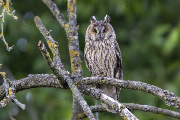 Long-eared owl (Asio otus) adult perched in tree in forest in summer