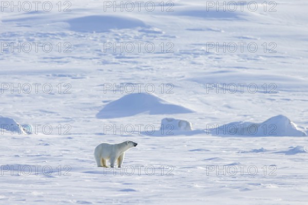 Lone polar bear (Ursus maritimus) hunting on snow plain along the Svalbard coast in spring, Spitsbergen, Norway