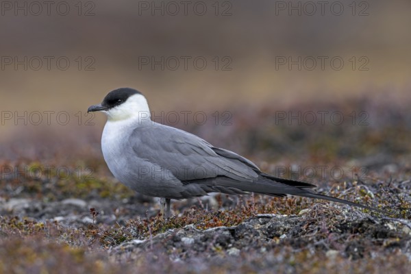 Long-tailed skua, long-tailed jaeger (Stercorarius longicaudus) adult in summer plumage, breeding plumage on the tundra in spring, Scandinavia