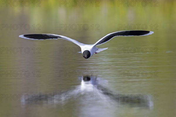 Hunting little gull (Hydrocoloeus minutus, Larus minutus) adult in summer plumage in flight picking insect from water surface of pond in spring