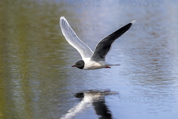 Little gull (Hydrocoloeus minutus, Larus minutus) adult in breeding plumage, summer plumage flying over pond in spring