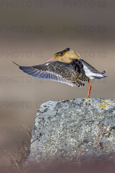 Ruff (Calidris pugnax) territorial male in breeding plumage displaying by flapping wings during courtship display at lek in spring, Scandinavia