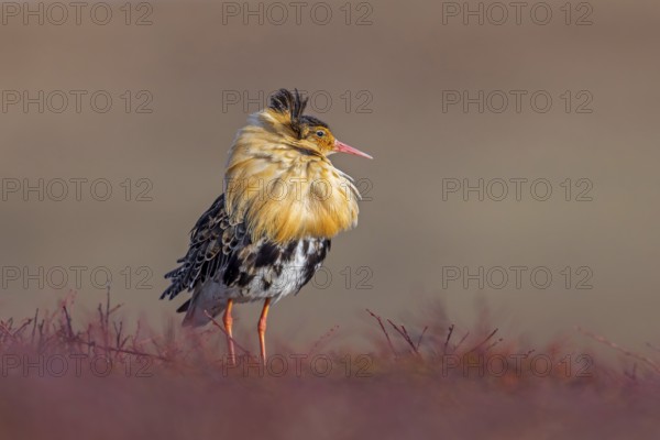 Ruff (Calidris pugnax) territorial male in breeding plumage at lek in spring, Scandinavia