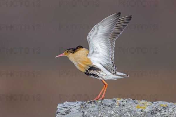 Ruff (Calidris pugnax) territorial male in breeding plumage displaying by flapping wings during courtship display at lek in spring, Scandinavia