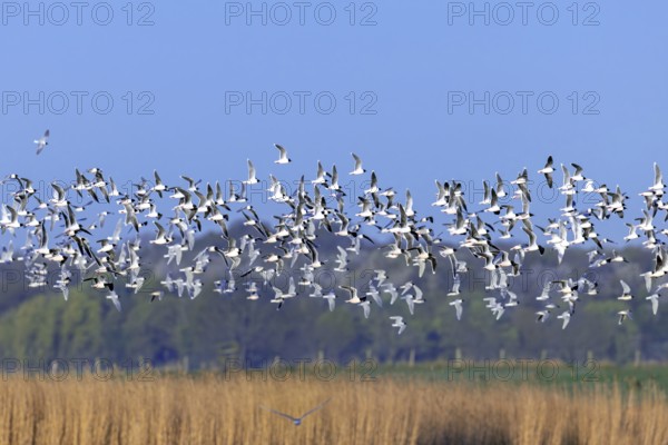 Huge flock of little gulls (Hydrocoloeus minutus) in breeding plumage flying over pond in wetland in spring