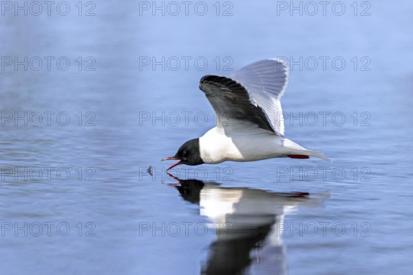 Hunting little gull (Hydrocoloeus minutus, Larus minutus) adult in summer plumage in flight catching mayfly from water surface of pond in spring