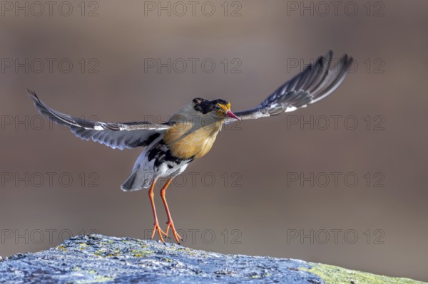 Ruff (Calidris pugnax) territorial male in breeding plumage displaying by jumping during courtship display at lek in spring, Scandinavia