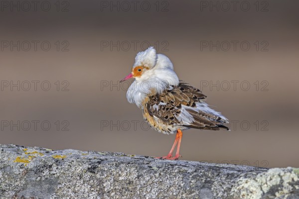 Ruff (Calidris pugnax) satellite male with white ruff in breeding plumage at lek in spring, Scandinavia