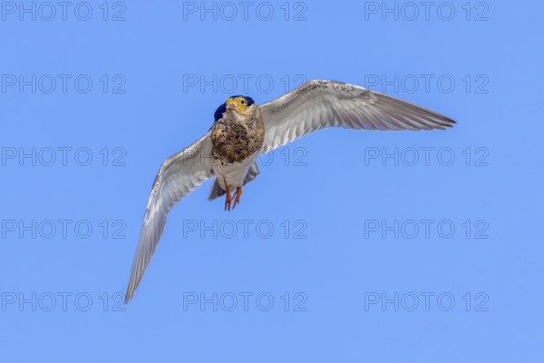 Ruff (Calidris pugnax) territorial male in breeding plumage in flight against blue sky in spring, Scandinavia