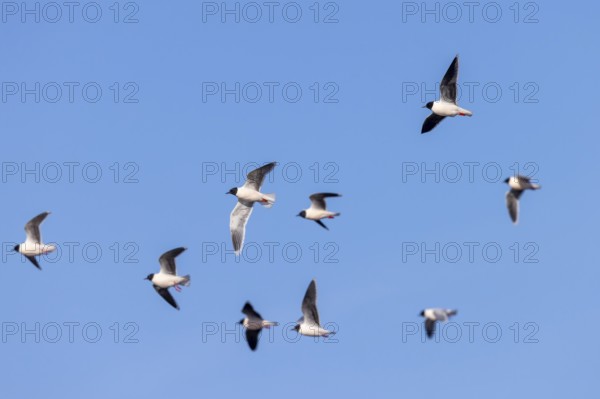 Flock of little gulls (Hydrocoloeus minutus) in breeding plumage flying against blue sky in spring