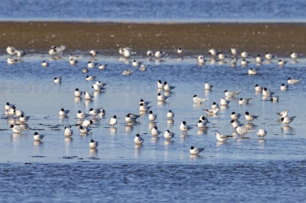 Flock of little gulls (Hydrocoloeus minutus) in breeding plumage resting in shallow water of saltmarsh along the North Sea coast in spring
