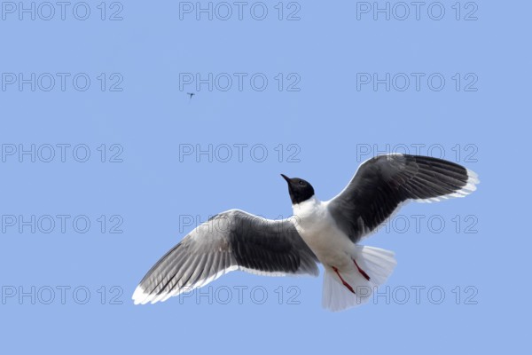 Flying little gull (Hydrocoloeus minutus, Larus minutus) adult in summer plumage catching mayfly in mid-air in spring