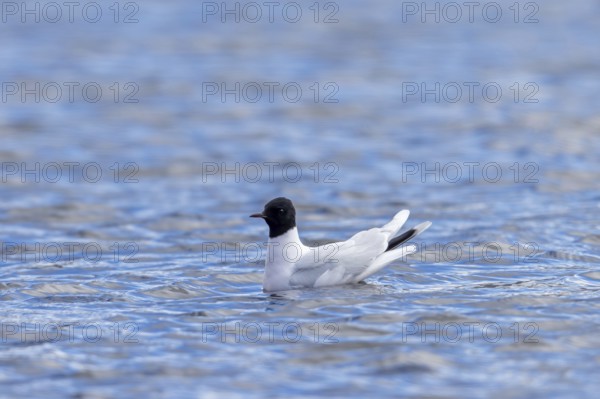 Little gull (Hydrocoloeus minutus, Larus minutus) adult in breeding plumage, summer plumage swimming in pond in spring
