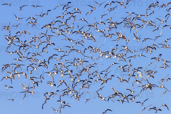Huge flock of little gulls (Hydrocoloeus minutus) in breeding plumage flying against blue sky in spring