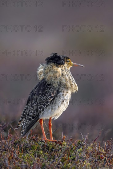 Ruff (Calidris pugnax) territorial male in breeding plumage at lek in spring, Scandinavia