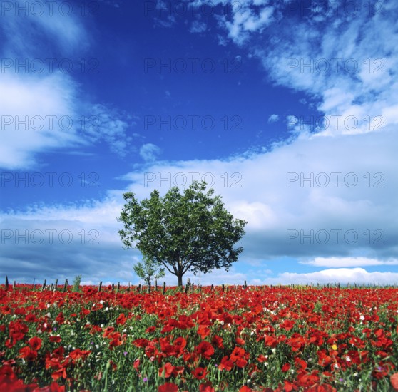 A stunning field of red poppies stretches across the landscape in Auvergne, France, with a lone tree standing prominently beneath a bright blue sky and fluffy white clouds