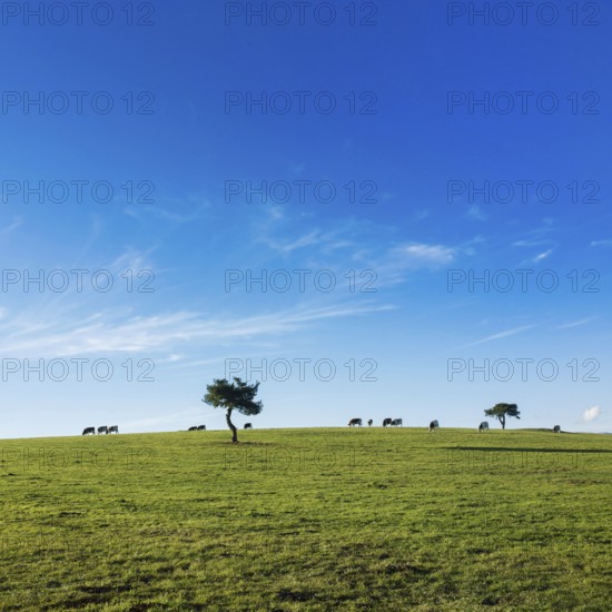 Cows graze peacefully on lush green pastureland in Puy de Dome. A few trees dot the landscape under a wide, clear blue sky, showcasing the beauty of the Auvergne-Rhone-Alpes region, France