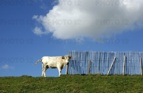 Cow happily rubs its head against a wooden fence while standing on a grassy slope. The bright blue sky and fluffy clouds add to the serene atmosphere. Puy de Dome. Auvergne Rhone Alpes. France