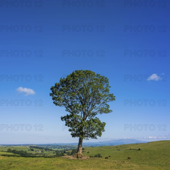 A solitary tree rises majestically against the backdrop of the serene Cantal landscape in Auvergne, France, highlighted by a vibrant blue sky, evoking tranquility and beauty