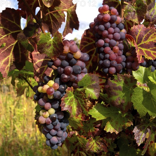Bunches of ripe grapes dangle from vines in a picturesque French vineyard. The foliage showcases beautiful variations of green and red, highlighting the bounty of the harvest season