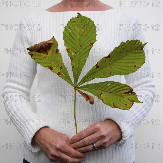 An elderly person stands with a large, partially damaged leaf, grasped gently in both hands. The simple backdrop emphasizes the leaf's texture, highlighting the beauty of aging and nature