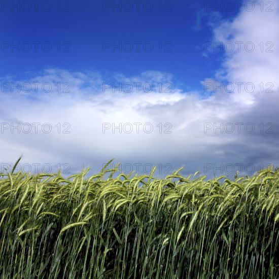 A thriving field of barley stretches across the Limagne plain, gently swaying in the wind. The sky is a striking mix of blue and clouds, creating a tranquil atmosphere. Puy de Dome. Auvergne Rhone Alpes. France