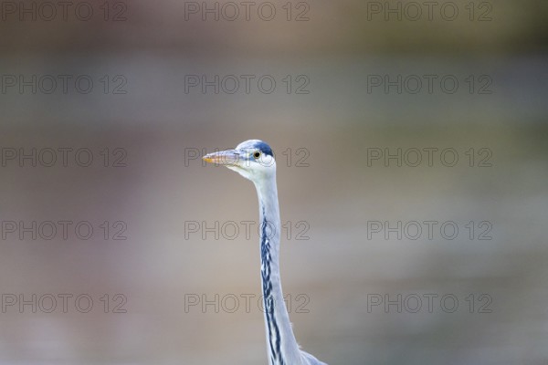 Grey heron (Ardea cinerea) Germany