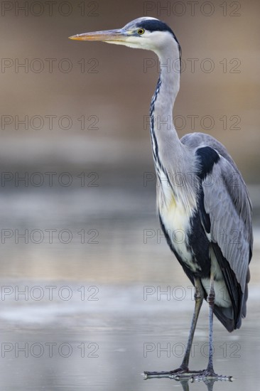 Grey heron (Ardea cinerea) Germany