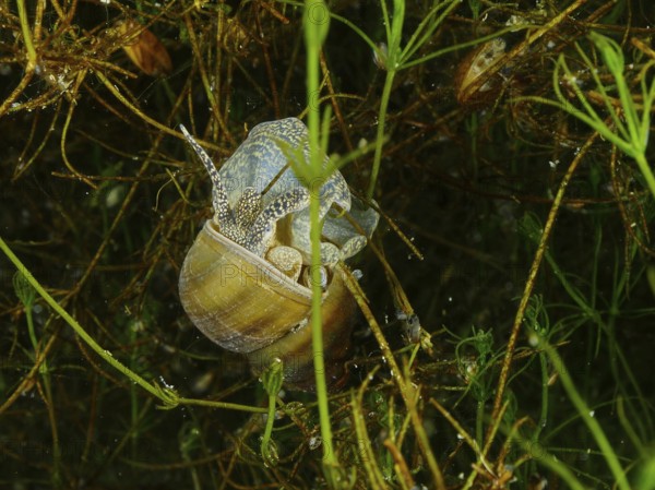 A river cover snail, Viviparus viviparus, on a carpet of aquatic plants with a complex pattern. Dive site Wildsau, Berlingen, Lake Constance, Switzerland, Germany