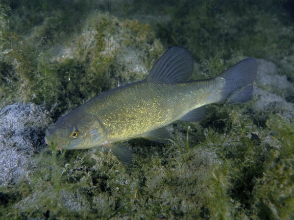 A fish, tench (Tinca tinca), swims in a natural environment with aquatic plants and algae. Dive site Zollbrücke, Rheinau, Canton Zurich, Rhine, High Rhine, Switzerland, Germany