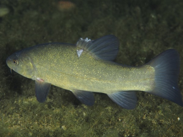 A green fish, tench (Tinca tinca), swims underwater and shows its fins in full splendour. Dive site Zollbrücke, Rheinau, Canton Zurich, Rhine, High Rhine, Switzerland, Germany