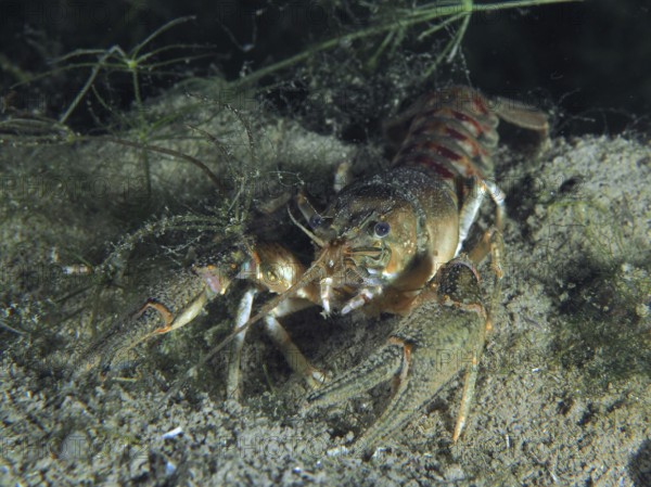 An American crayfish (Faxonius limosus), invasive species, shows its claws on a sandy bottom. Dive site Zollbrücke, Rheinau, Canton Zurich, Rhine, High Rhine, Switzerland, Germany