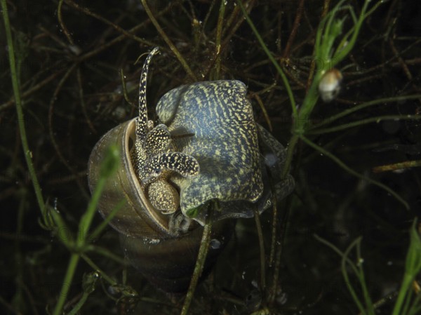 A river snail, Viviparus viviparus, crawls along a plant under water. Dive site Wildsau, Berlingen, Lake Constance, Switzerland, Germany