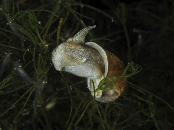 A river snail, Viviparus viviparus, moves slowly past aquatic plants. Dive site Wildsau, Berlingen, Lake Constance, Switzerland, Germany